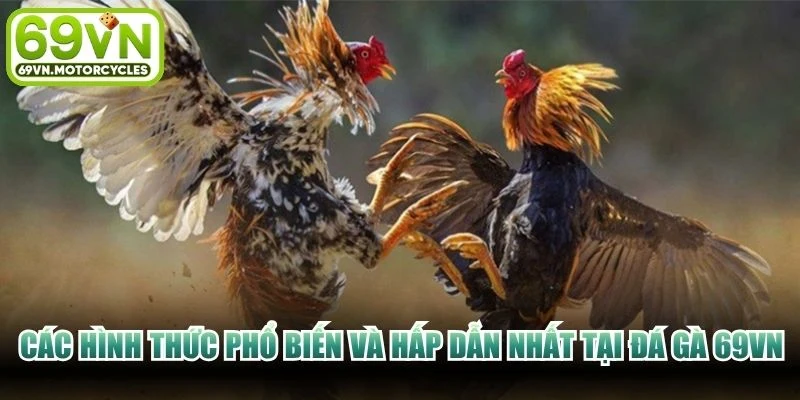 Các hình thức phổ biến và hấp dẫn nhất tại đá gà 69VN